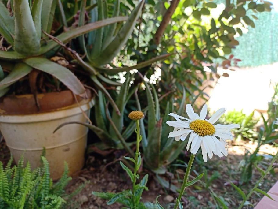 Villa Falconera Apartaments, Gandia A Las Faldas De La Montana Экстерьер фото