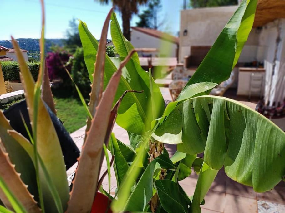 Villa Falconera Apartaments, Gandia A Las Faldas De La Montana Экстерьер фото