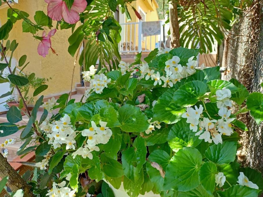 Villa Falconera Apartaments, Gandia A Las Faldas De La Montana Экстерьер фото